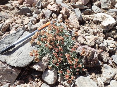 Eriogonum gilmanii, photographed by Martin Purdy