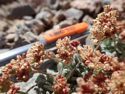 Eriogonum gilmanii, photographed by Martin Purdy