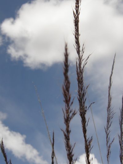 Muhlenbergia rigida, photographed by Carlos Martorell