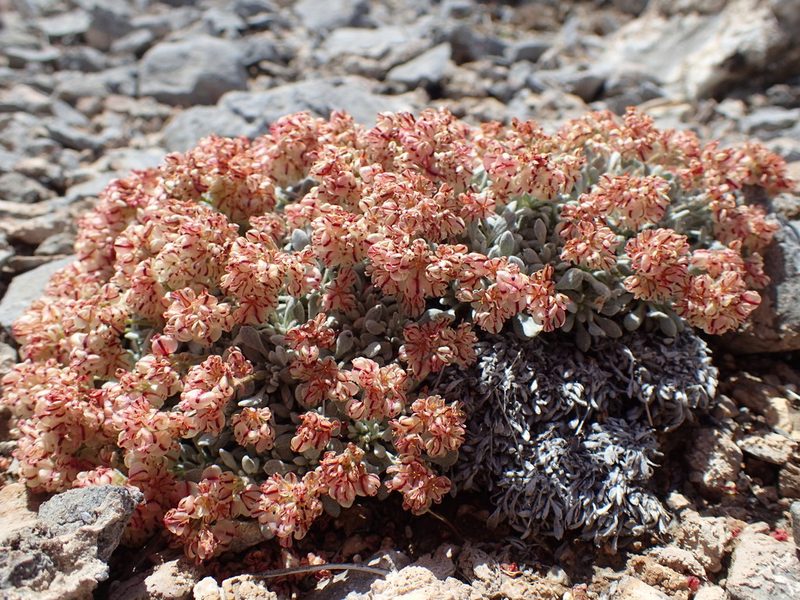 Eriogonum gilmanii, photographed by Martin Purdy
