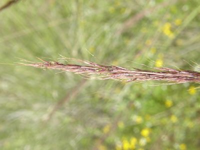 Muhlenbergia rigida, photographed by Carlos Martorell