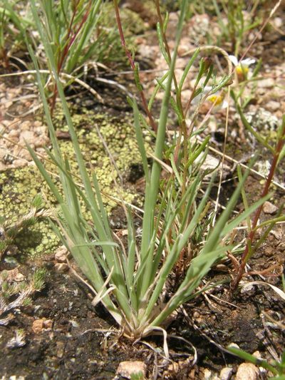 Muhlenbergia peruviana, photographed by Carlos Martorell