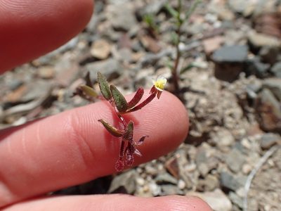 Chylismiella pterosperma, photographed by Martin Purdy