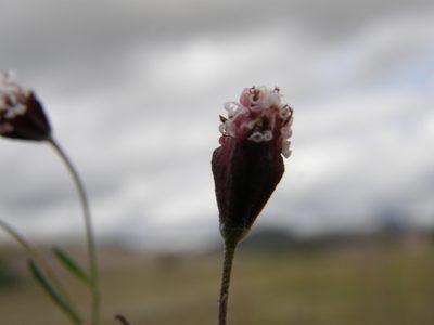 Florestina purpurea, photographed by Carlos Martorell
