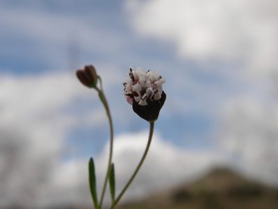 Florestina purpurea, photographed by Carlos Martorell