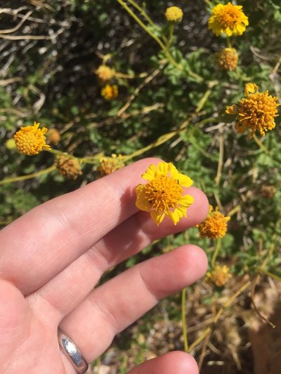 Encelia resinifera, photographed by Carrie Seltzer