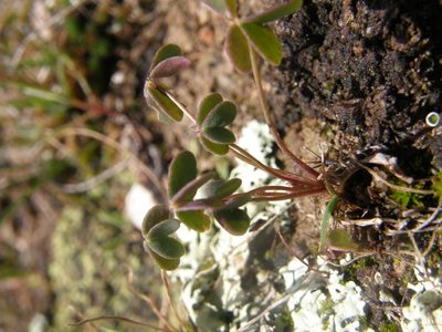Oxalis lunulata, photographed by Carlos Martorell