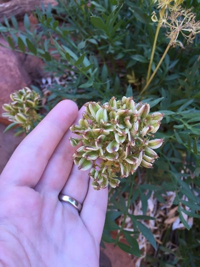 Lomatium latilobum, photographed by Carrie Seltzer