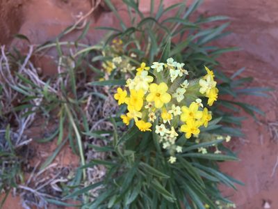 Oreocarya flava, photographed by Carrie Seltzer