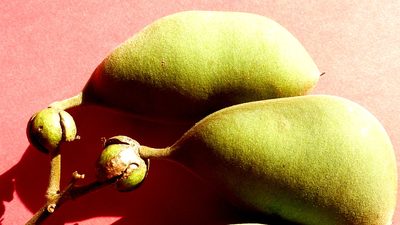Swartzia polita, photographed by russiannaturalistbrazil