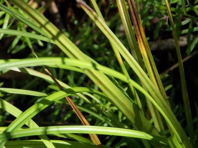 Carex bermudiana, photographed by Alison Copeland