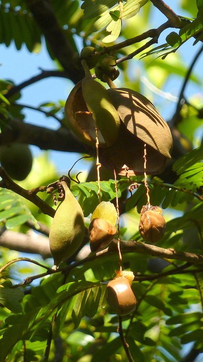 Swartzia polita, photographed by russiannaturalistbrazil