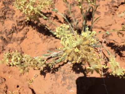 Oreocarya flava, photographed by Carrie Seltzer