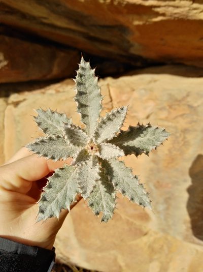 Berkheya dregei, photographed by Brian du Preez