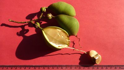 Swartzia polita, photographed by russiannaturalistbrazil