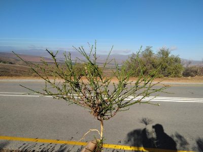 Thesium hispidulum, photographed by Brian du Preez