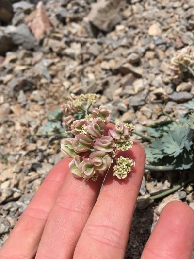 Cymopterus gilmanii, photographed by Martin Purdy
