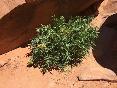 Lomatium latilobum, photographed by Carrie Seltzer