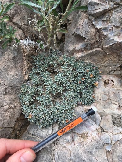 Eriogonum gilmanii, photographed by Martin Purdy