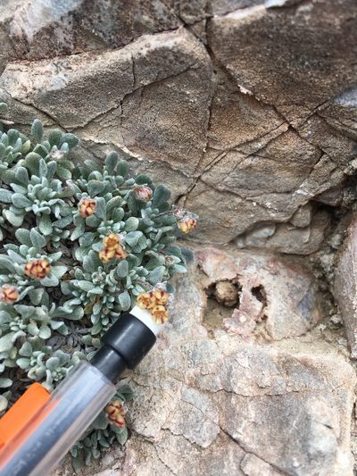 Eriogonum gilmanii, photographed by Martin Purdy