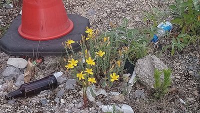 Hypericum olympicum, photographed by lukeromaine
