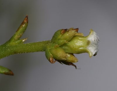 Thesium hispidulum, photographed by Brian du Preez