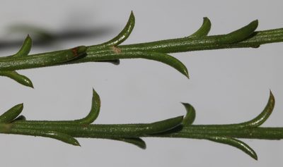 Thesium hispidulum, photographed by Brian du Preez