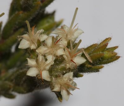Macrostylis ramulosa, photographed by Brian du Preez