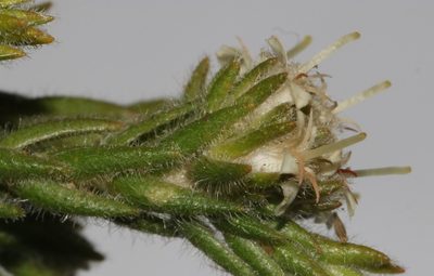 Macrostylis ramulosa, photographed by Brian du Preez