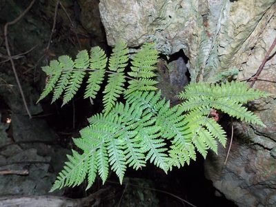 Ctenitis sloanei, photographed by Alison Copeland