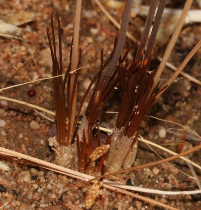 Bulbinella divaginata, photographed by Brian du Preez