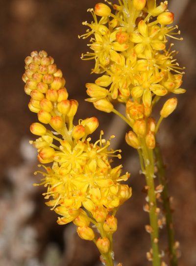 Bulbinella divaginata, photographed by Brian du Preez