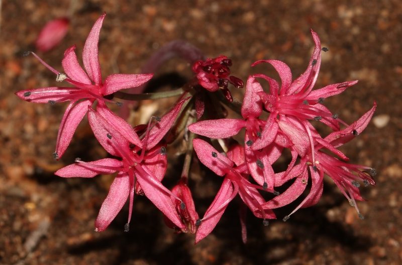 Hessea breviflora, photographed by Brian du Preez