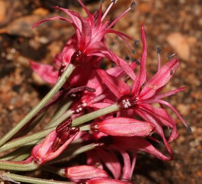 Hessea breviflora, photographed by Brian du Preez