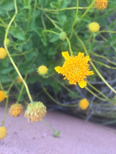 Encelia resinifera, photographed by Carrie Seltzer