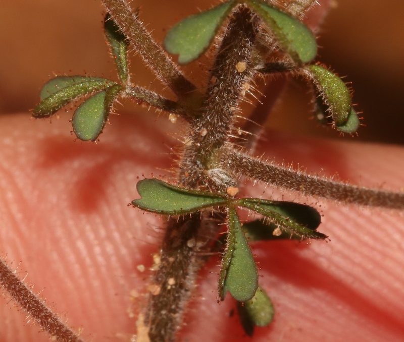 Oxalis ebracteata, photographed by Brian du Preez