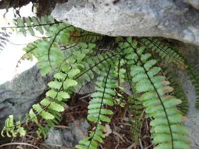 Asplenium heterochroum, photographed by Alison Copeland