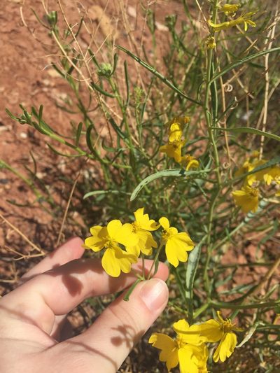 Psilostrophe sparsiflora, photographed by Carrie Seltzer