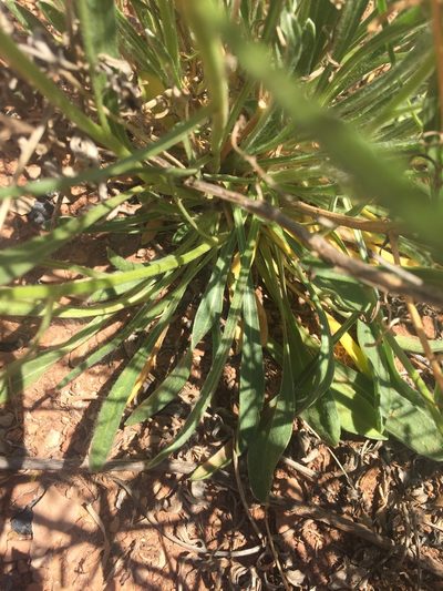 Psilostrophe sparsiflora, photographed by Carrie Seltzer