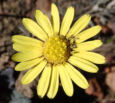 Othonna oleracea, photographed by Nicola van Berkel