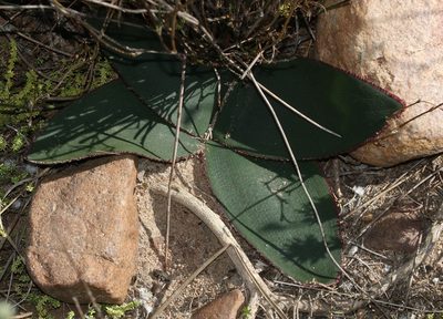 Brunsvigia elandsmontana, photographed by Brian du Preez