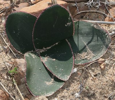 Brunsvigia elandsmontana, photographed by Brian du Preez
