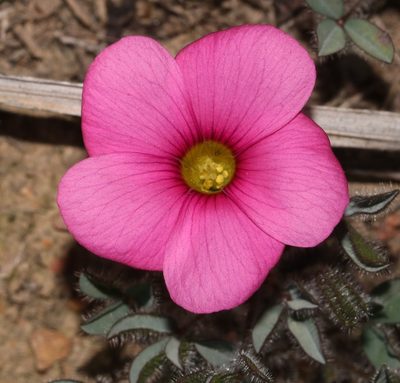 Oxalis adspersa, photographed by Brian du Preez