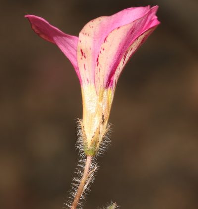 Oxalis adspersa, photographed by Brian du Preez