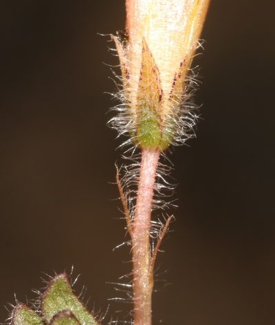 Oxalis adspersa, photographed by Brian du Preez
