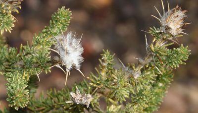 Aspalathus aculeata, photographed by Brian du Preez