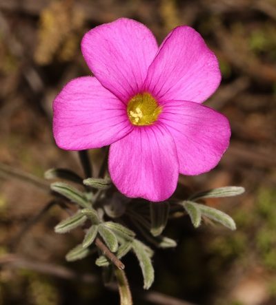 Oxalis droseroides, photographed by Brian du Preez