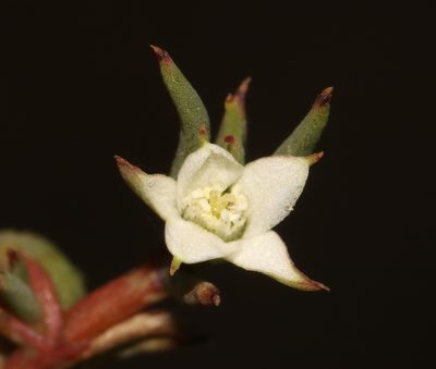 Acrosanthes teretifolia, photographed by Brian du Preez