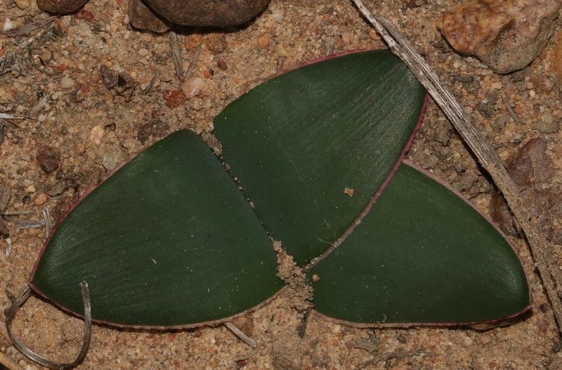 Brunsvigia elandsmontana, photographed by Brian du Preez