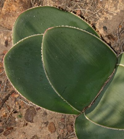 Brunsvigia elandsmontana, photographed by Brian du Preez